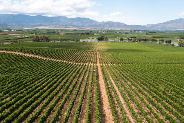 Agricultural farmland with crops